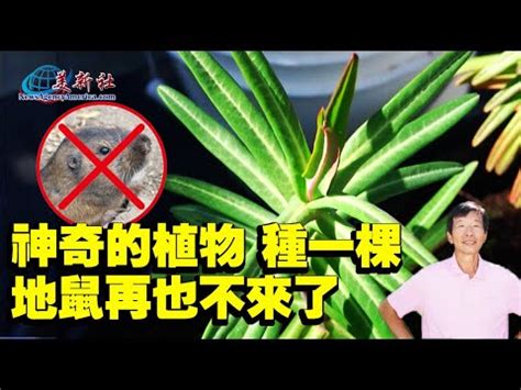 老鼠破壞盆栽|如何結束花園裡老鼠的出沒？